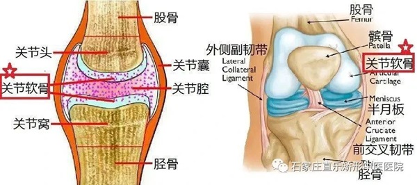 膝關(guān)節(jié)